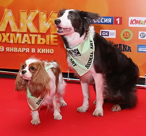 映画「ヨルキシャギー」は犬の恋人たち - ヨーコの美しさと海賊からの追跡の追求です。