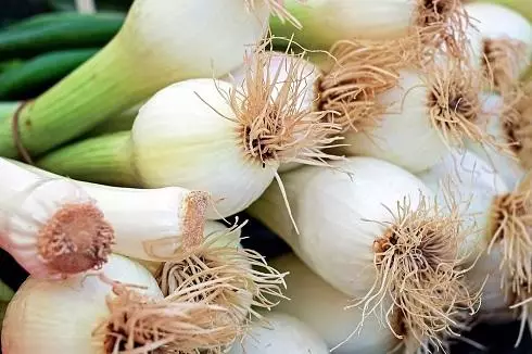 Onion juice kills microbes