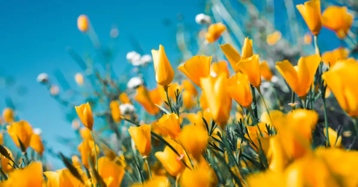 Spring Oda: Pag-aaral ng mga klasikong floral fragrances.