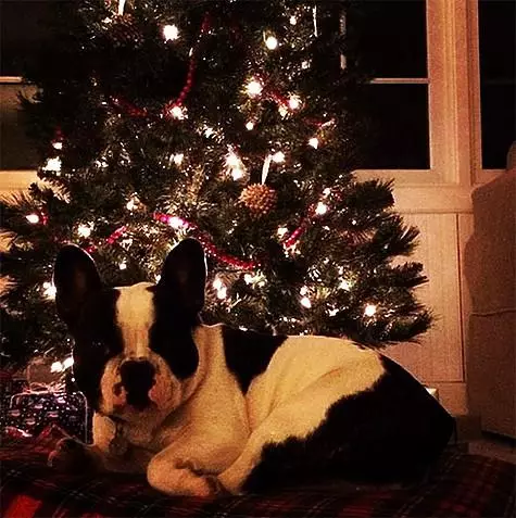 Madonna har et traditionelt juletræ. Foto: Instagram.com.