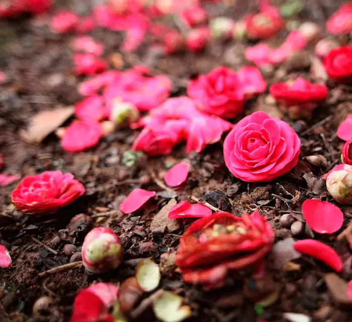 Heke di malê de Camellia li malê hebe, ji bo têkiliyek dilşik nemînin