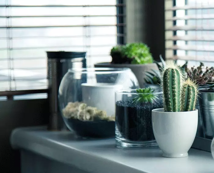 Cacti conviendra aux jeunes femmes