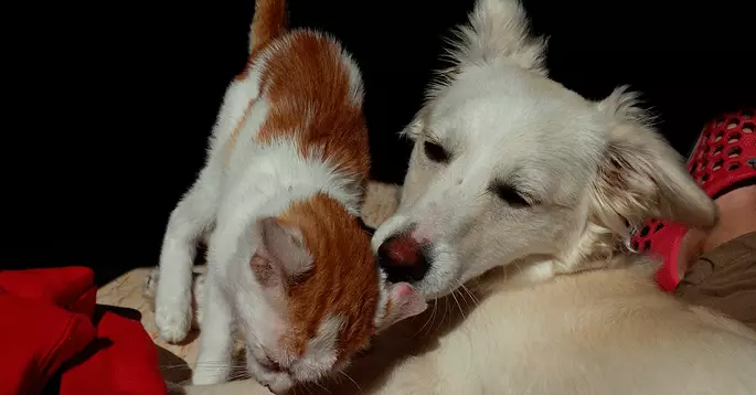 Lovers madraí vs cait: go ndeir an rogha peataí faoi do charachtar