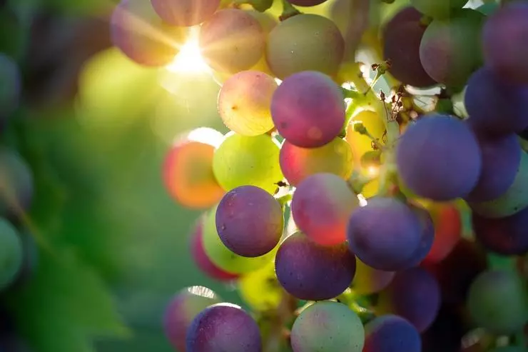 Produits de vin de différentes variétés de raisin