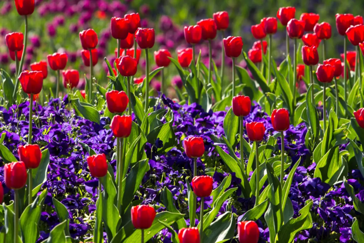 Le festival du printemps XVII s'ouvre dans le jardin pharmaceutique