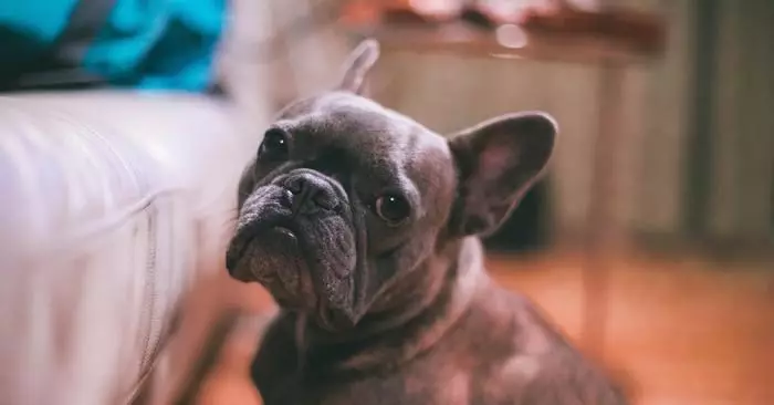 Bester Freund: Wer den Hund verlassen, während Sie im Urlaub sind