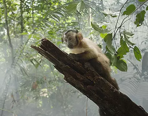 Timur Rodriguez akataura zvishoma monkey, Capuchin Tim, achirarama nenzira inoshamisa mundege yendege. .