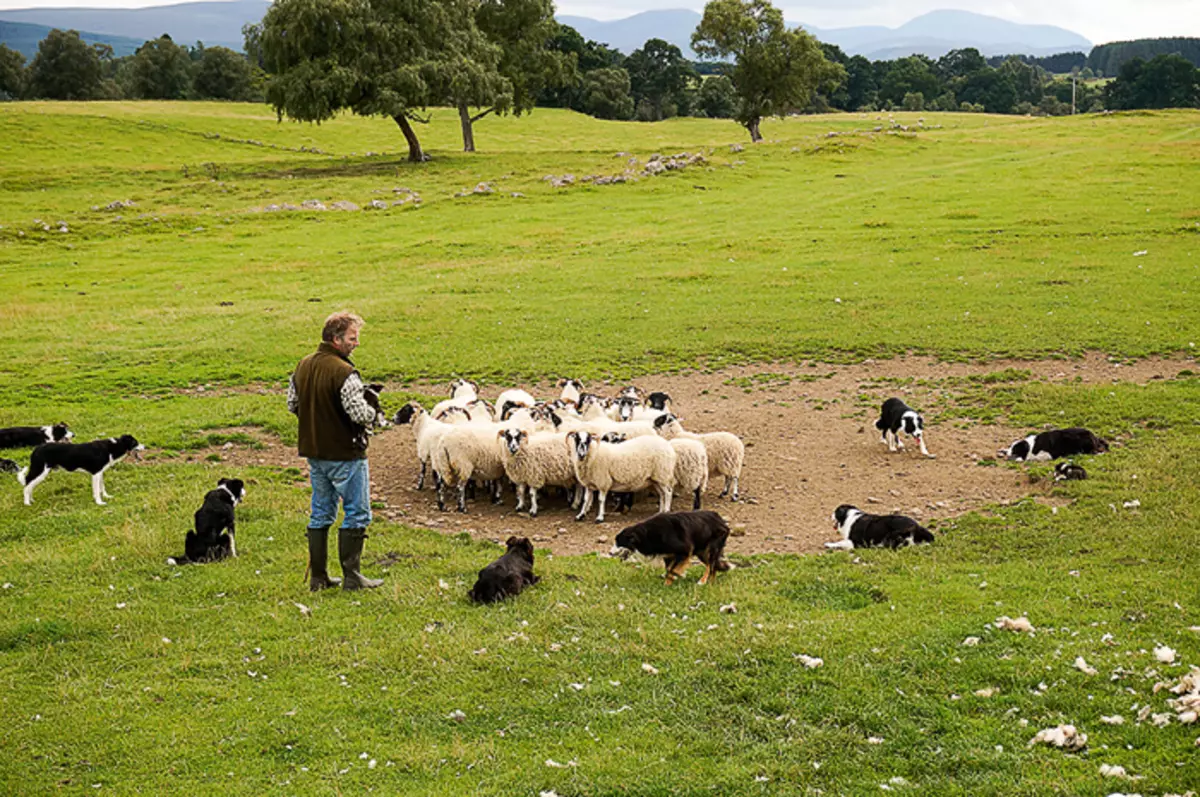 Il est presque inutile et les gens sont plus petits ici que des chèvres ou des moutons