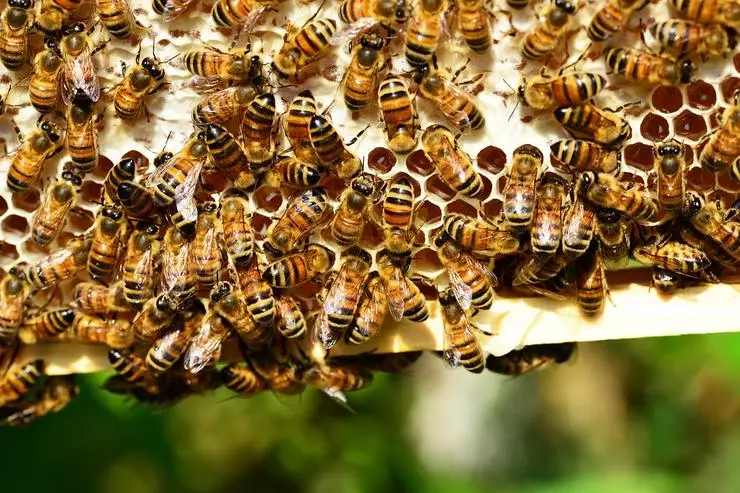 თაფლი შეიძლება გახდეს შხამი