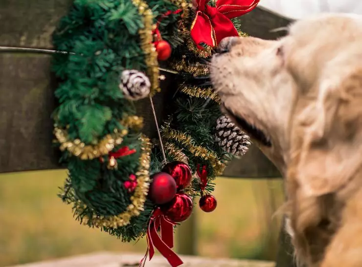 Railler un animal de compagnie pour qu'il ne gâche pas la décoration