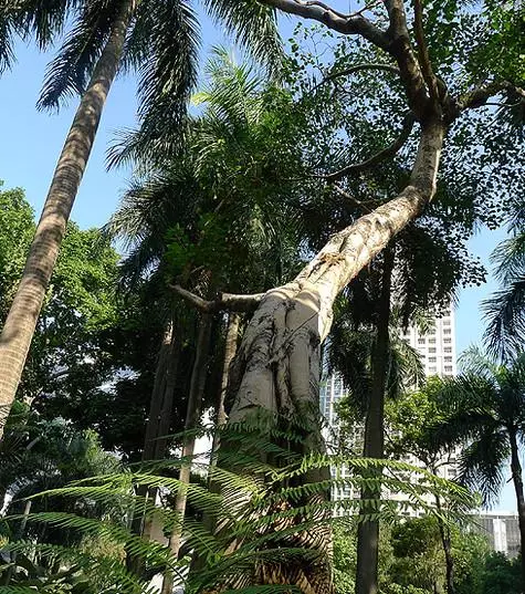 Манила бізге Сингапур және Гонконгты еске түсірді.