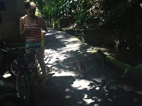 सवारी करना इतना आसान नहीं था: फिर मोटरसाइकिल चालक बैठकों की ओर भागते हैं, और फिर बंदर सड़क को ओवरलैप करते हैं।