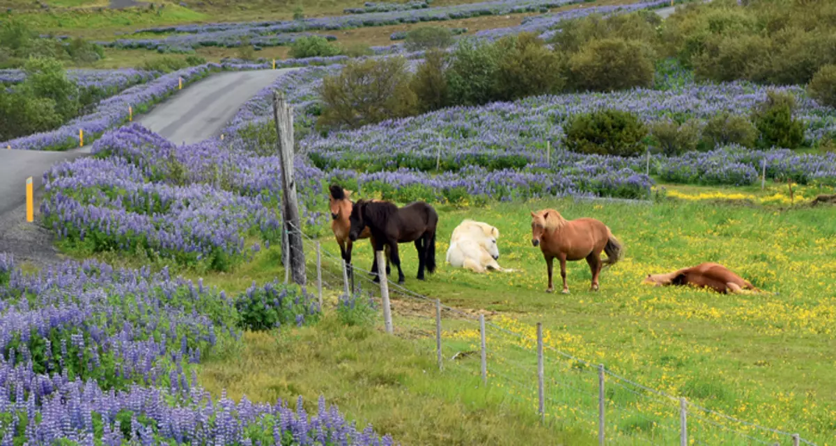 Ngựa đá Iceland dễ thương và thân thiện khác thường