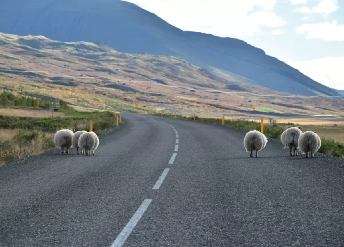 Cừu địa phương - động vật miễn phí. Vào mùa hè, họ tự do bị rách trên đảo và có thời gian để bắt đầu một biểu ngữ với Ram từ các trang trại lân cận.