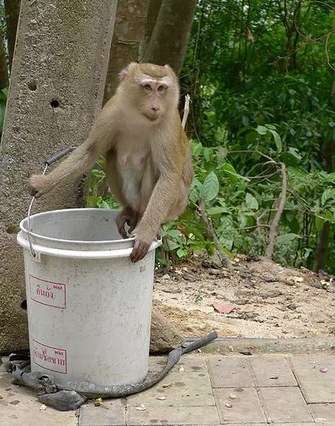 Thais یقین ہے کہ ماؤنٹین بندر ایک مقدس جگہ ہے، لہذا جانوروں کو اعلی طاقت کی حفاظت کے تحت ہیں.