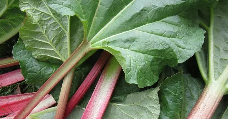 Rhubarb loreak: gourmets ere jo dezaketen ezohiko errezetak