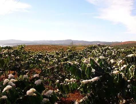 Ang mga plantasyon ng kape ay matatagpuan sa hilaga ng Taylandiya.