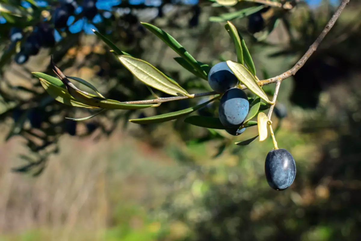 Oliiviöljyn tuotanto Välimerellä on vanha perinne. Öljy tulee erinomainen lahja rakkaille.
