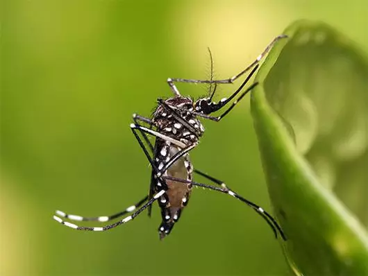 Lintlha tsa mommy tsa Thai: "Dea Fever e shebahala eka e holofetse"